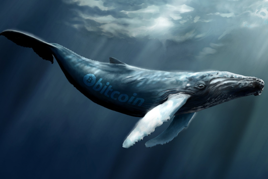 نهنگ خرسی BEARWHALE